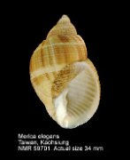Merica elegans